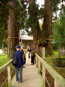 栢野大杉
