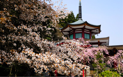 国分山医王寺