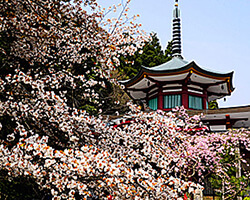 国分山医王寺